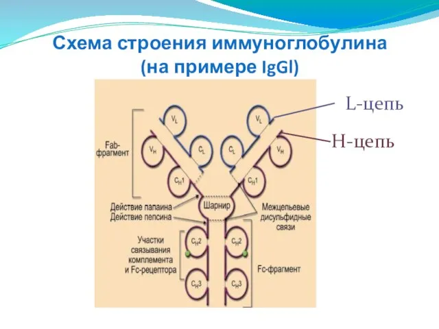 Схема строения иммуноглобулина (на примере IgGl) L-цепь H-цепь