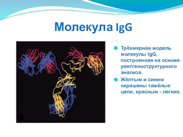 Молекула IgG Трёхмерная модель молекулы IgG, построенная на основе рентгеноструктурного анализа.