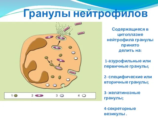 Гранулы нейтрофилов Содержащиеся в цитоплазме нейтрофила гранулы принято делить на: 1-азурофильные