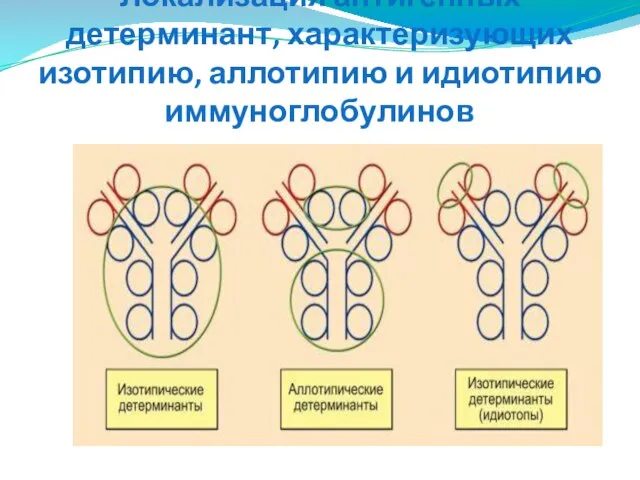 Локализация антигенных детерминант, характеризующих изотипию, аллотипию и идиотипию иммуноглобулинов