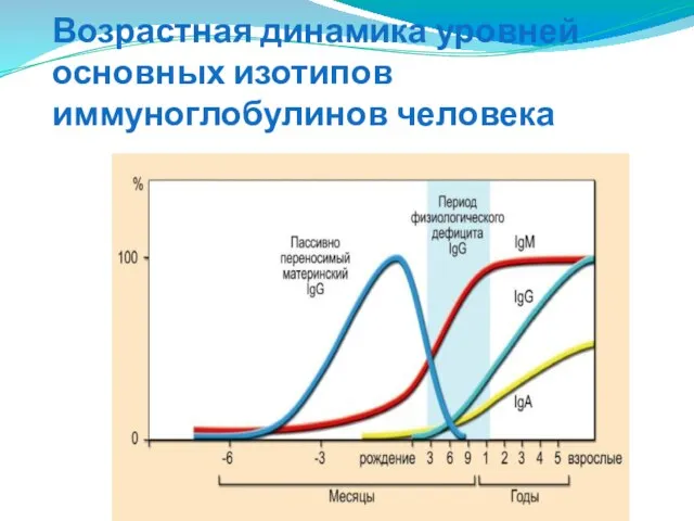 Возрастная динамика уровней основных изотипов иммуноглобулинов человека