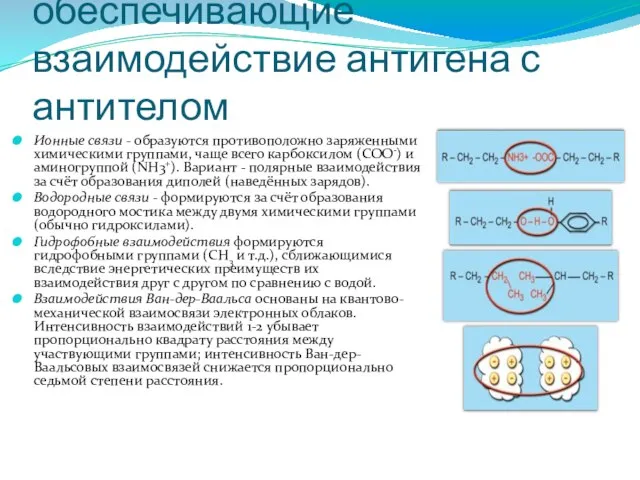 Нековалентные связи, обеспечивающие взаимодействие антигена с антителом Ионные связи - образуются