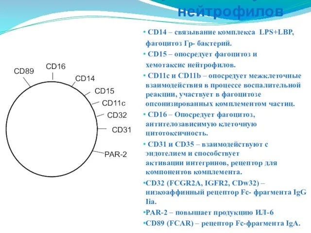 СD14 – связывание комплекса LPS+LBP, фагоцитоз Гр- бактерий. CD15 – опосредует
