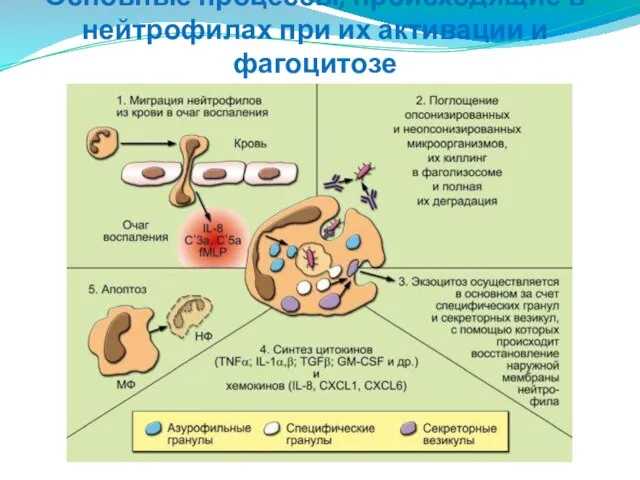 Основные процессы, происходящие в нейтрофилах при их активации и фагоцитозе