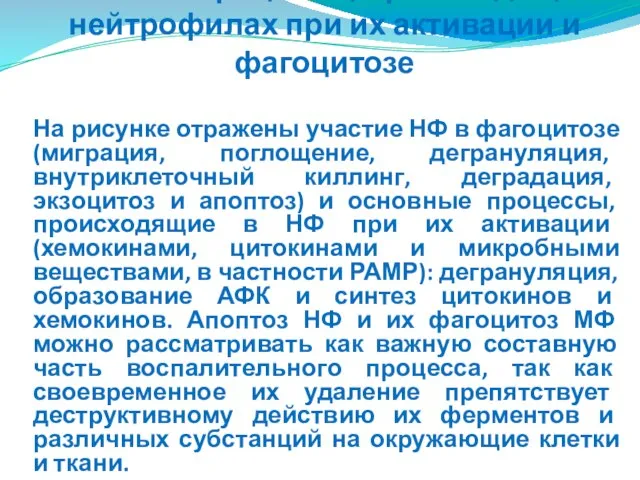 На рисунке отражены участие НФ в фагоцитозе (миграция, поглощение, дегрануляция, внутриклеточный