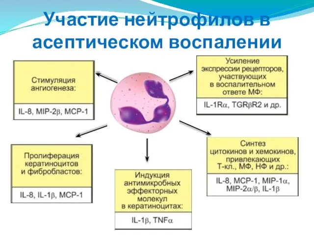 Участие нейтрофилов в асептическом воспалении