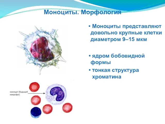 тонкая структура хроматина Моноциты представляют довольно крупные клетки диаметром 9–15 мкм ядром бобовидной формы Моноциты. Морфология