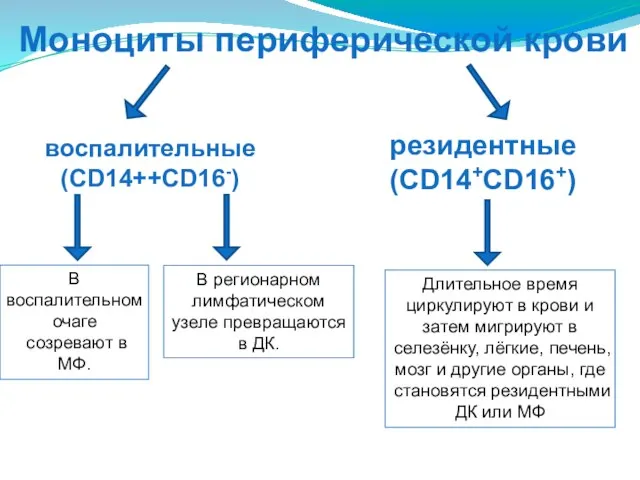 Моноциты периферической крови воспалительные (CD14++CD16-) резидентные (CD14+CD16+) В воспалительном очаге созревают