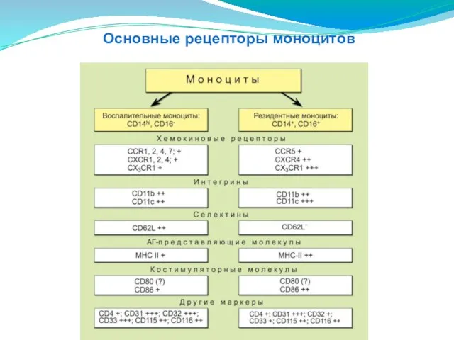 Основные рецепторы моноцитов