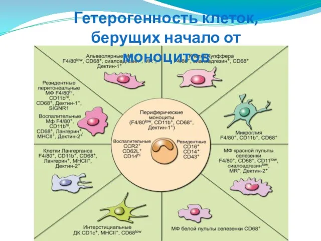 Гетерогенность клеток, берущих начало от моноцитов