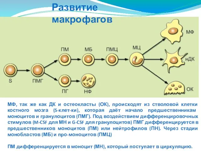 Развитие макрофагов МФ, так же как ДК и остеокласты (ОК), происходят