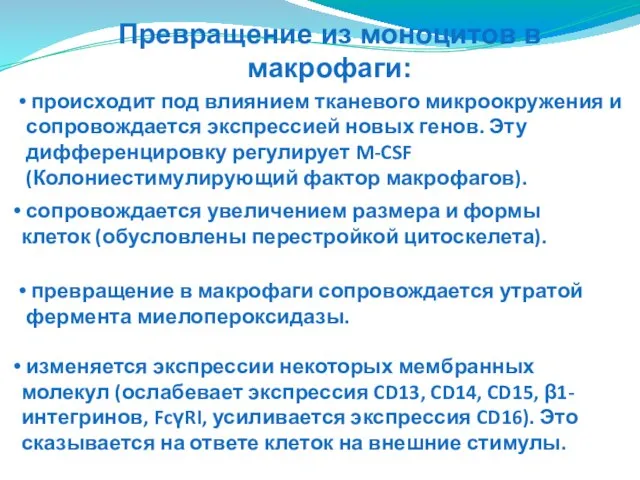 изменяется экспрессии некоторых мембранных молекул (ослабевает экспрессия CD13, CD14, CD15, β1-интегринов,