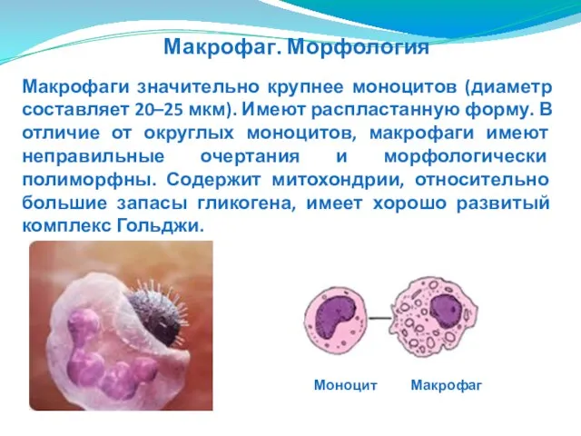 Макрофаги значительно крупнее моноцитов (диаметр составляет 20–25 мкм). Имеют распластанную форму.