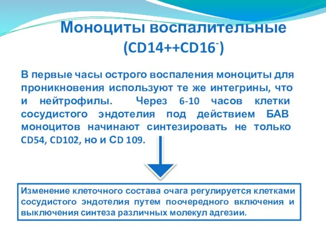 Моноциты воспалительные (CD14++CD16-) В первые часы острого воспаления моноциты для проникновения