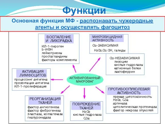 Функции макрофагов Основная функция МФ - распознавать чужеродные агенты и осуществлять фагоцитоз