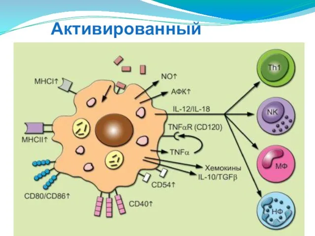 Активированный макрофаг