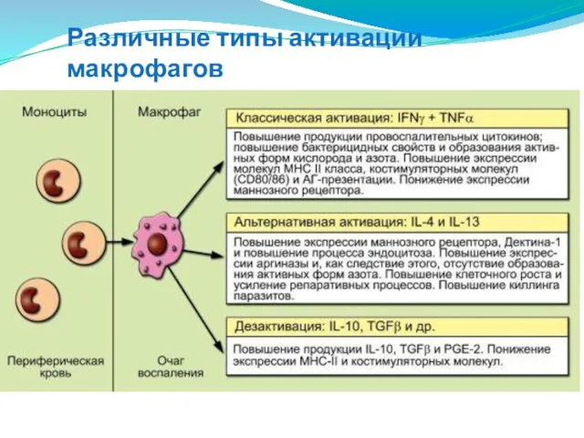 Различные типы активации макрофагов