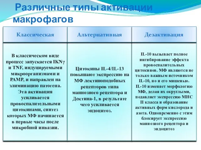 Различные типы активации макрофагов В классическом виде процесс запускается ΙΚΝγ и