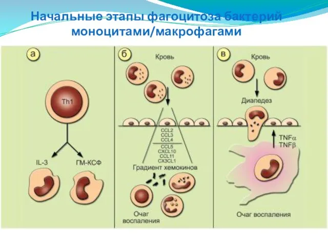 Начальные этапы фагоцитоза бактерий моноцитами/макрофагами