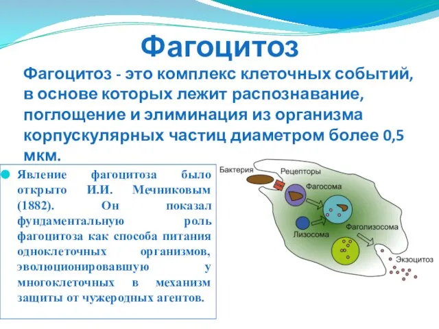 Фагоцитоз Явление фагоцитоза было открыто И.И. Мечниковым (1882). Он показал фундаментальную