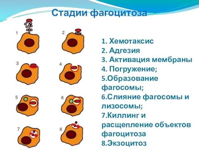 Стадии фагоцитоза 1. Хемотаксис 2. Адгезия 3. Активация мембраны 4. Погружение;