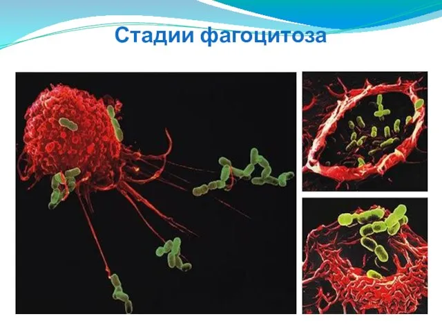 Стадии фагоцитоза