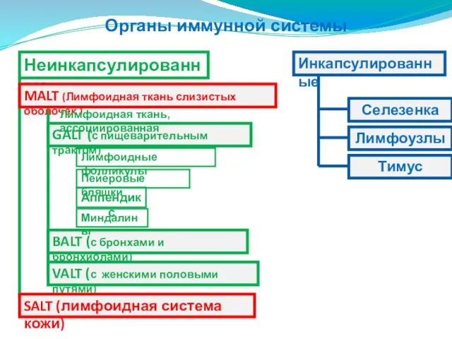 Органы иммунной системы Неинкапсулированные MALT (Лимфоидная ткань слизистых оболочек ) GALT