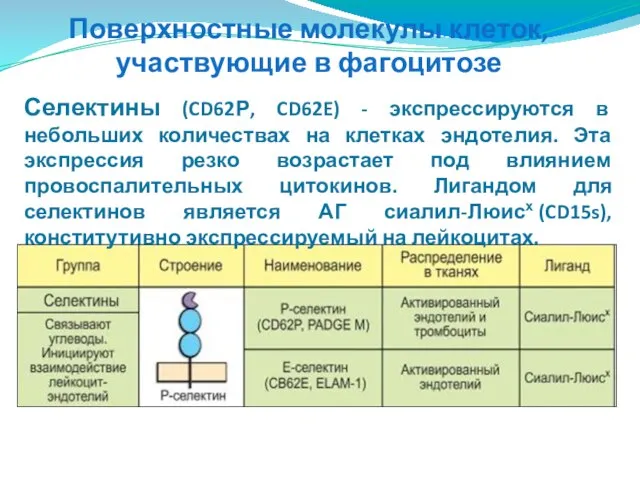 Поверхностные молекулы клеток, участвующие в фагоцитозе Селектины (CD62Р, CD62E) - экспрессируются