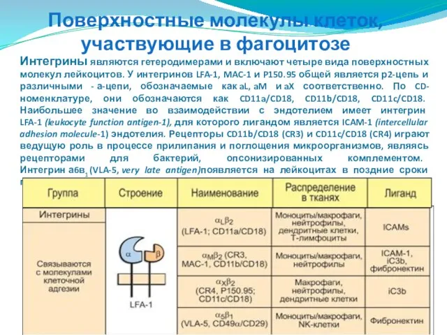 Поверхностные молекулы клеток, участвующие в фагоцитозе Интегрины являются гетеродимерами и включают