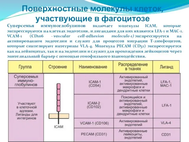 Поверхностные молекулы клеток, участвующие в фагоцитозе Суперсемья иммуноглобулинов включает молекулы ICAM,