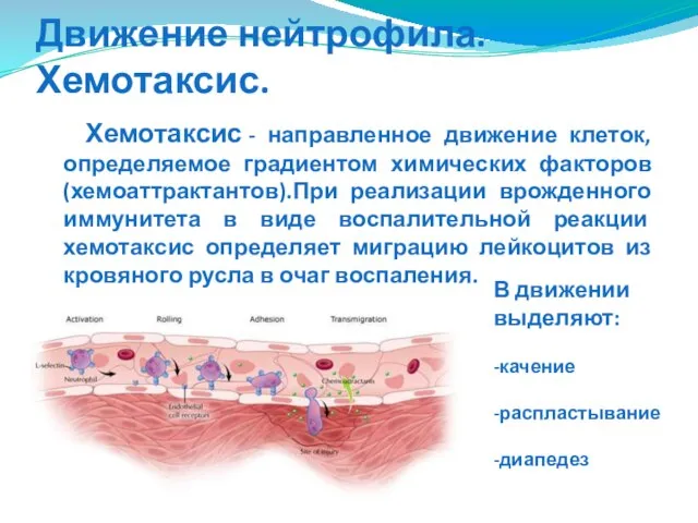 Движение нейтрофила. Хемотаксис. Хемотаксис - направленное движение клеток, определяемое градиентом химических