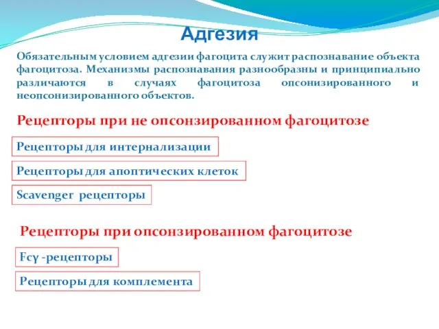 Адгезия Обязательным условием адгезии фагоцита служит распознавание объекта фагоцитоза. Механизмы распознавания