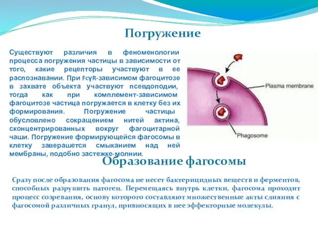 Погружение Существуют различия в феноменологии процесса погружения частицы в зависимости от