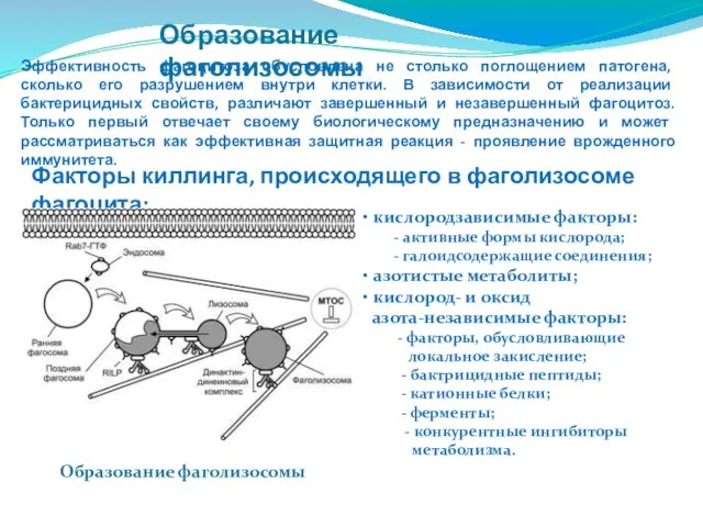 Образование фаголизосомы Образование фаголизосомы Эффективность фагоцитоза обусловлена не столько поглощением патогена,