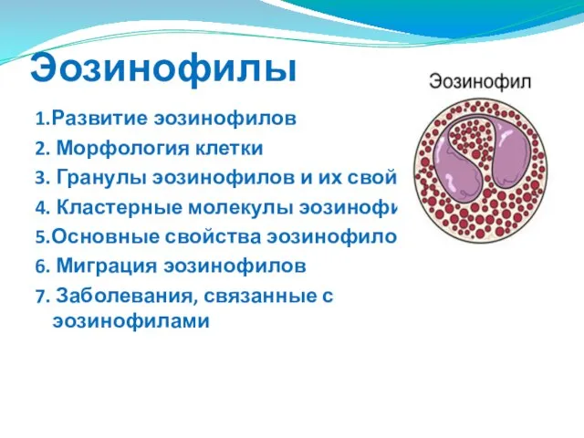 Эозинофилы 1.Развитие эозинофилов 2. Морфология клетки 3. Гранулы эозинофилов и их