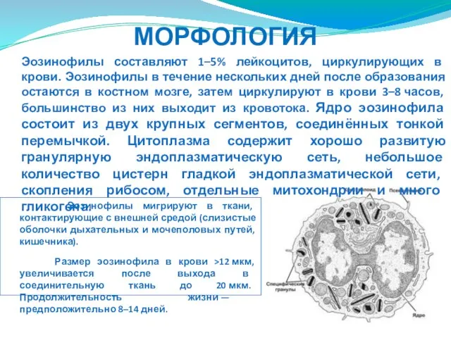 МОРФОЛОГИЯ Эозинофилы составляют 1–5% лейкоцитов, циркулирующих в крови. Эозинофилы в течение