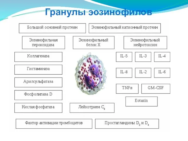 Гранулы эозинофилов