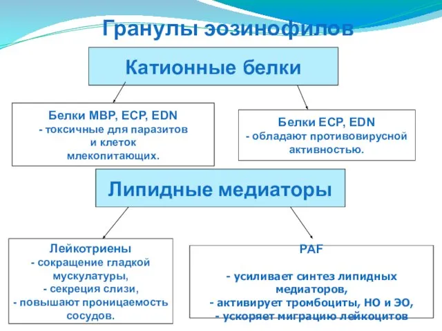 Белки MBP, ECP, EDN - токсичные для паразитов и клеток млекопитающих.