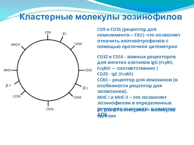Кластерные молекулы эозинофилов CD9 и CD35 (рецептор для комплемента— CR1)- что