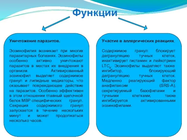 Функции Уничтожение паразитов. Эозинофилия возникает при многих паразитарных болезнях. Эозинофилы особенно