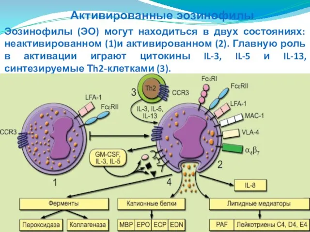 Эозинофилы (ЭО) могут находиться в двух состояниях: неактивированном (1)и активированном (2).