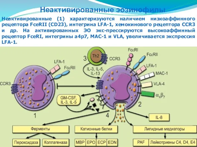 Неактивированные эозинофилы Неактивированные (1) характеризуются наличием низкоаффинного рецептора FceRII (CD23), интегрина