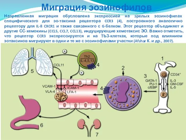 Направленная миграция обусловлена экспрессией на зрелых эозинофилах специфического для эо-таксина рецептора