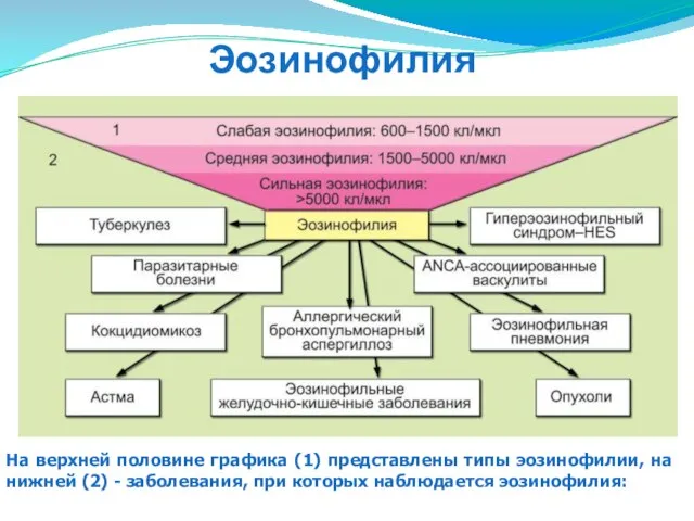 На верхней половине графика (1) представлены типы эозинофилии, на нижней (2)