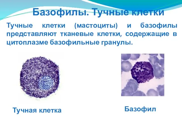 Тучные клетки (мастоциты) и базофилы представляют тканевые клетки, содержащие в цитоплазме