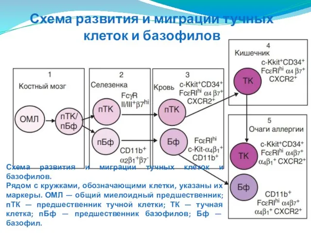 Схема развития и миграции тучных клеток и базофилов. Рядом с кружками,