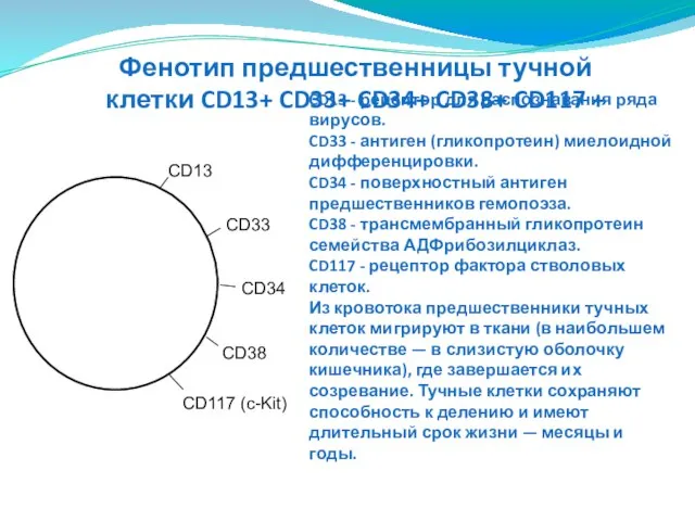 CD13 - рецептор для распознавания ряда вирусов. CD33 - антиген (гликопротеин)