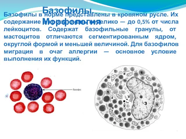 Базофилы в норме представлены в кровяном русле. Их содержание в крови