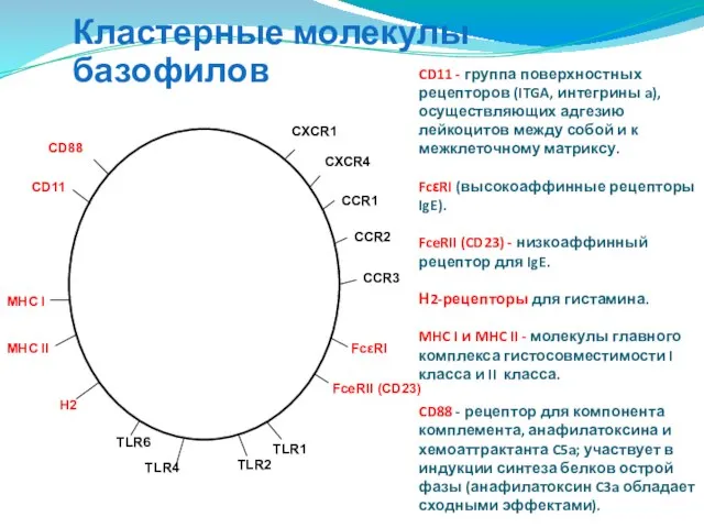 CD11 - группа поверхностных рецепторов (ITGA, интегрины a), осуществляющих адгезию лейкоцитов