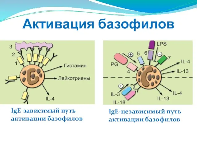 Активация базофилов IgE-зависимый путь активации базофилов IgE-независимый путь активации базофилов